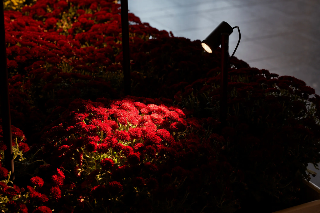 Gardening Experts Share How to Deadhead Portulaca and Use Lighting for Gorgeous Blooms